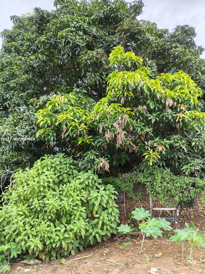 Chácara, 3 quartos, 700 m² - Foto 10