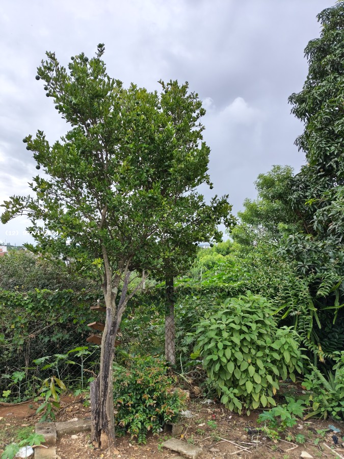 Chácara, 3 quartos, 700 m² - Foto 11